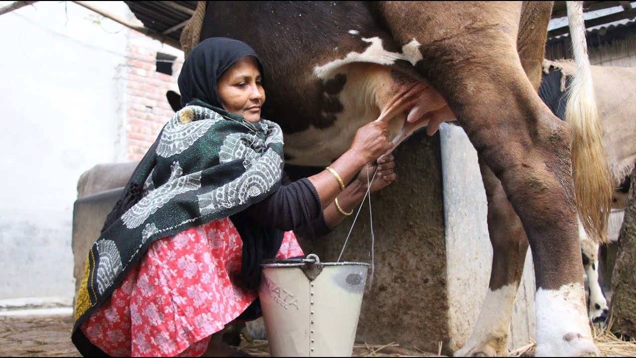 A Winter Morning Beautiful  Village Women Cow Milking By Hand || Women Cow Milking By Hand || Ep: 08