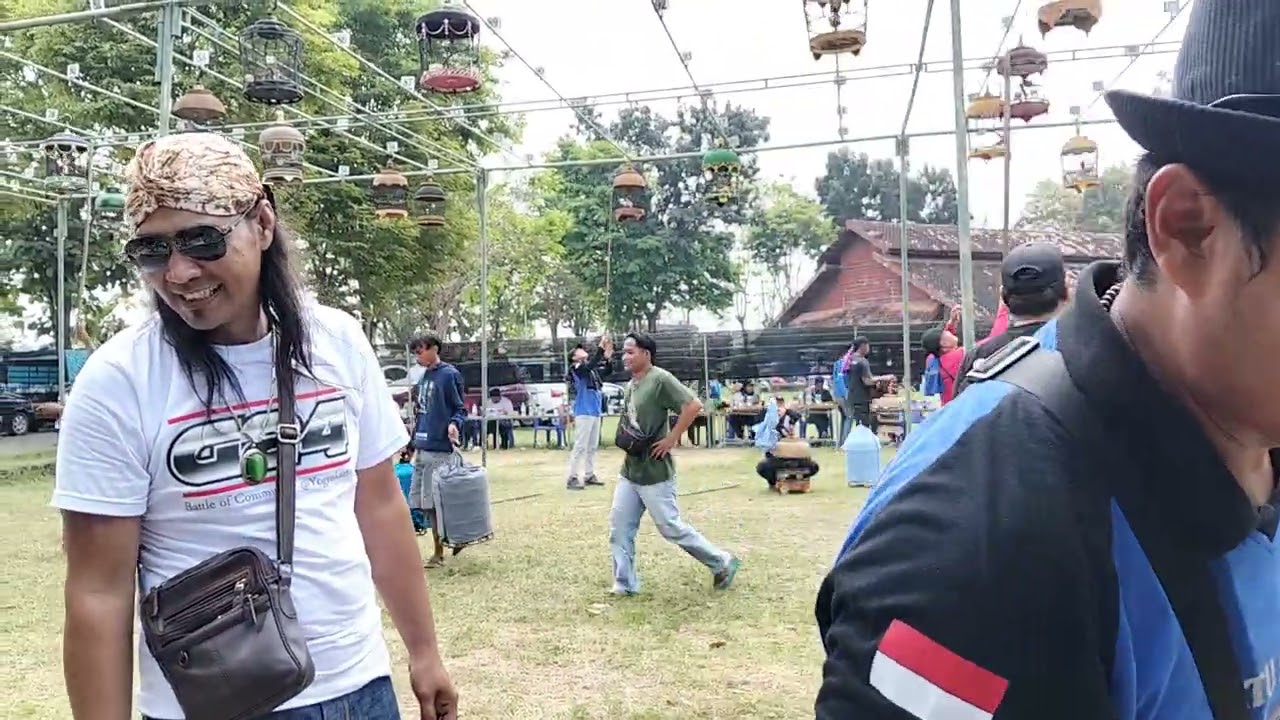 Lomba Perkutut Lokal Di Bantul Yogyakarta