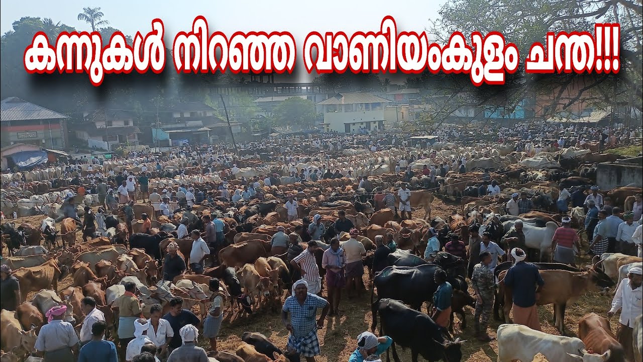 നിറയെ കന്നുകളുമായി വാണിയംകുളം ചന്ത!!! കാലി വിപണിയിൽ വില കൂടുന്നു