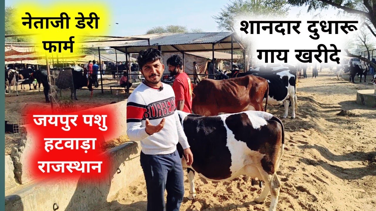 दुधारू गाय खरीदे | जयपुर पशु मंडी शानदार गाय | नेताजी डेरी फार्म  jaipur Pashu hatwada 16 दिसंबर 25