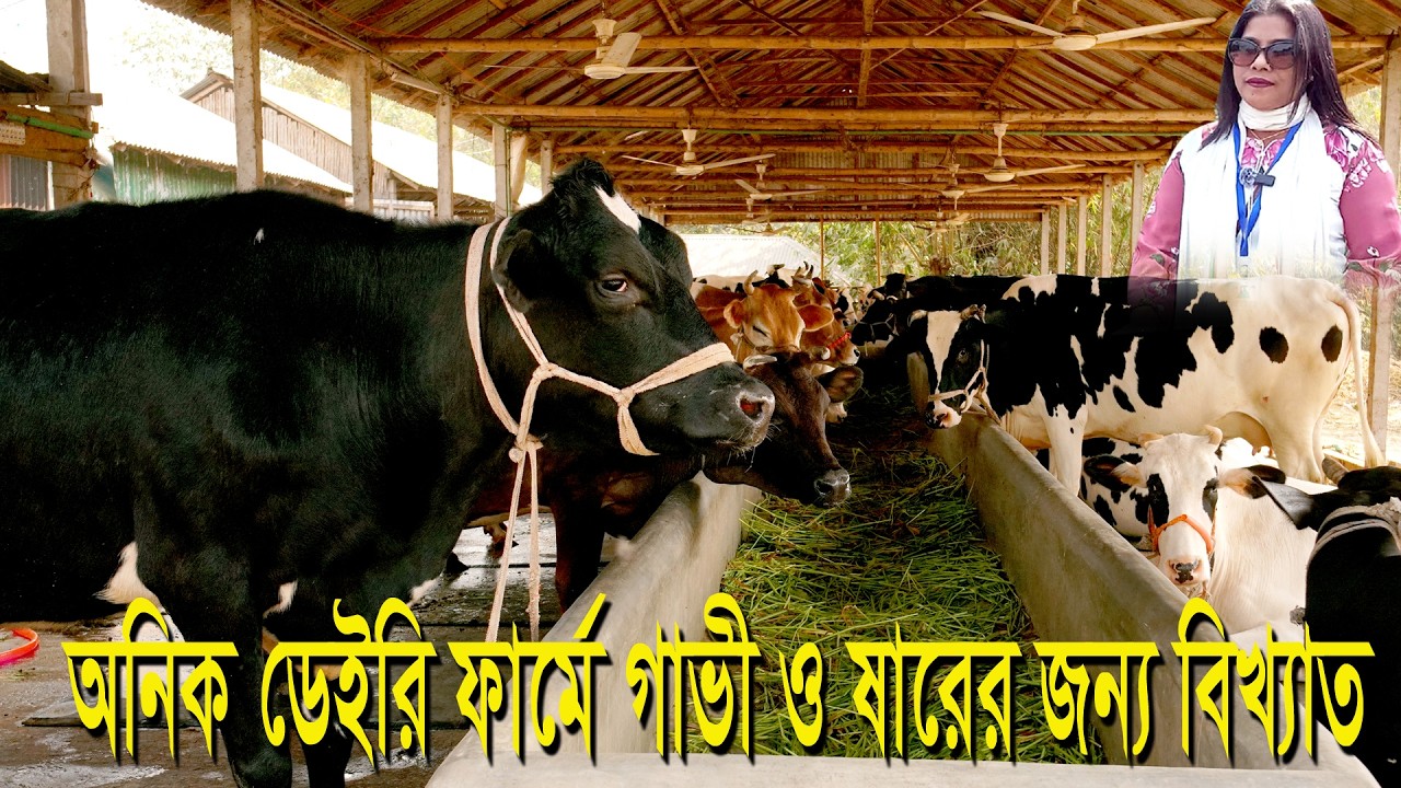 অনিক ডেইরি ফার্মে গাভী ও ষাড় জন্য বিখ্যাত , MUNNI KRISHI CHITRO