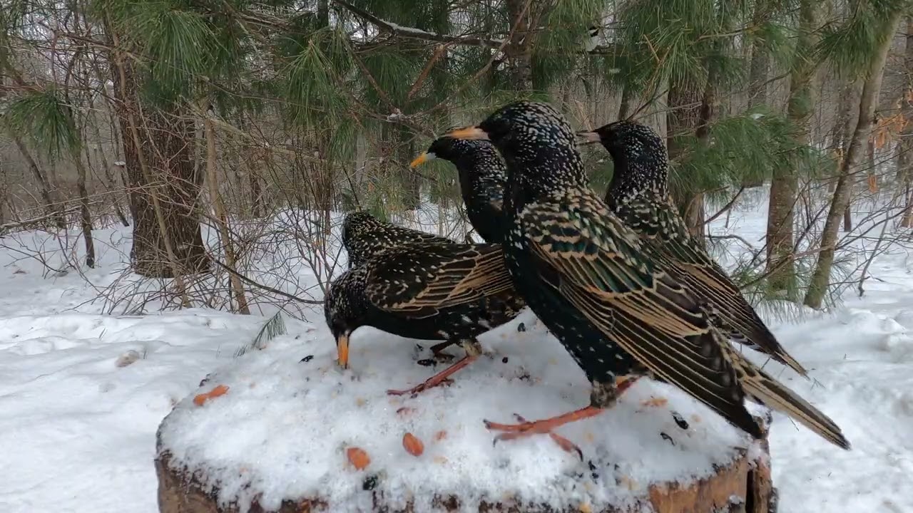Snowy Stump