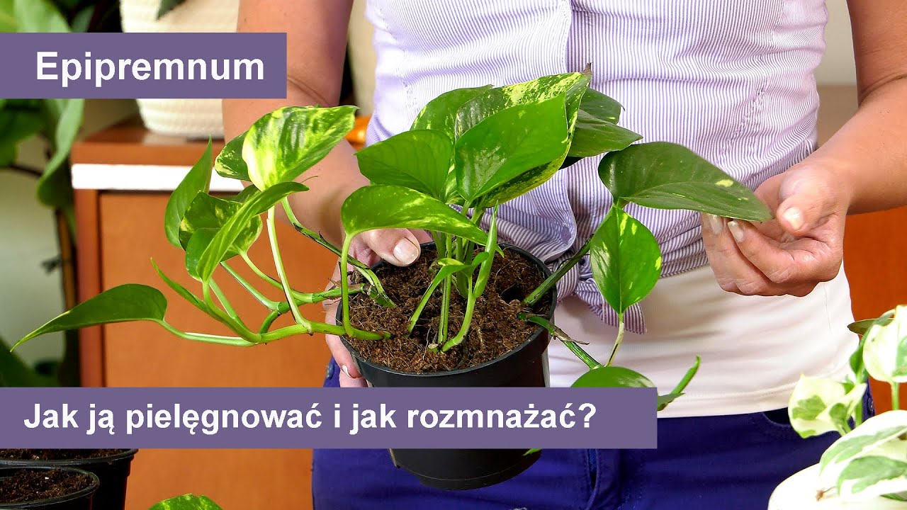 Epipremnum - Jak pielęgnować i jak łatwo rozmnożyć? Domowe rośliny doniczkowe