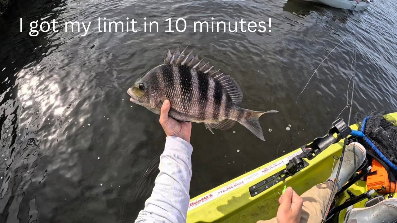 Live Clams and Crabs for Big Sheepshead (Stuart, Florida)