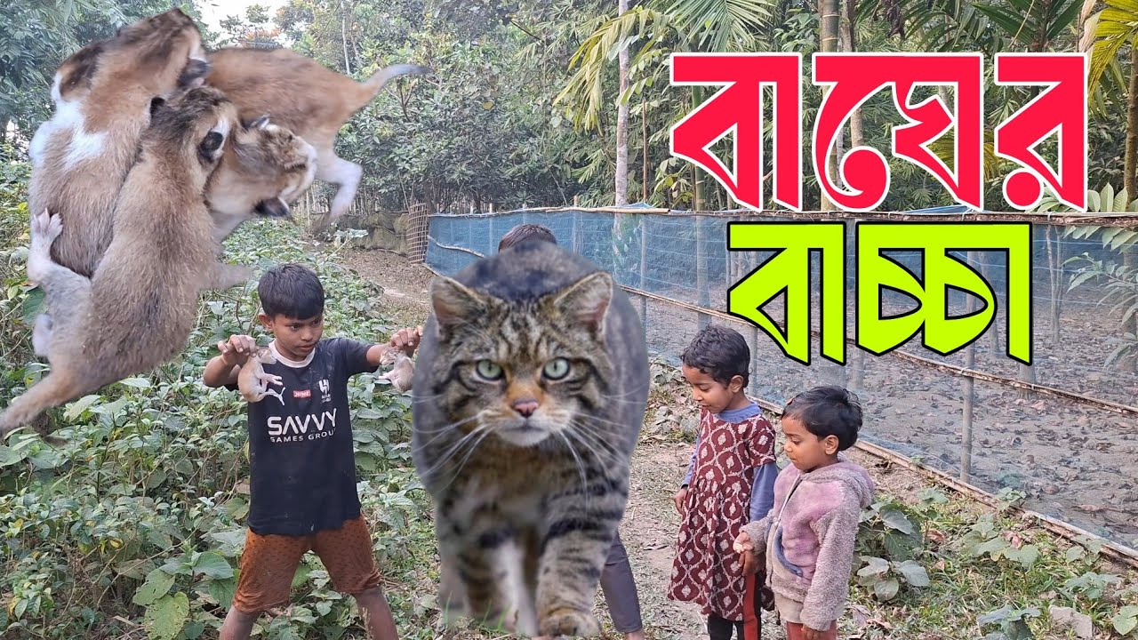 গ্রামের জঙ্গলে বাঘের বাচ্চা! 😲 | ছোটদের দারুণ অ্যাডভেঞ্চার ভিডিও 🐯🌿📝 ডেসক্রিপশন: