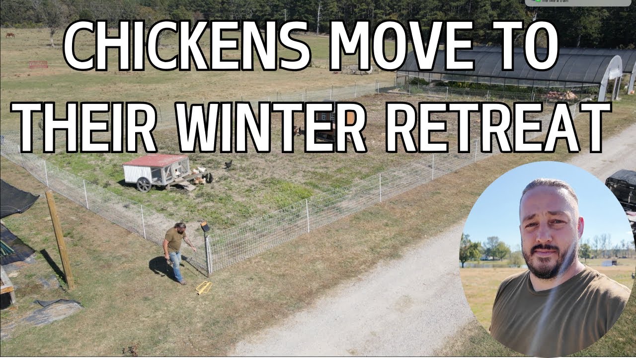 Roots and Refuge Farm Chores (Chickens Winter Home)