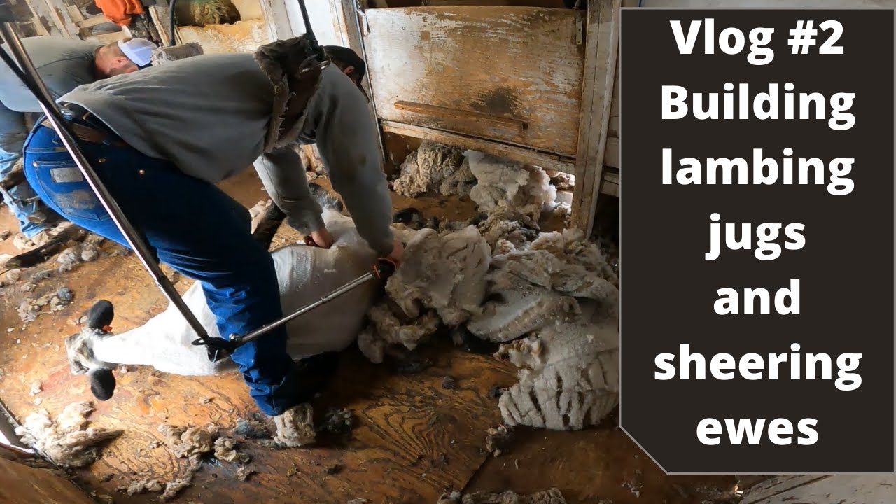 Vlog #2: Building lambing jugs and sheering ewes