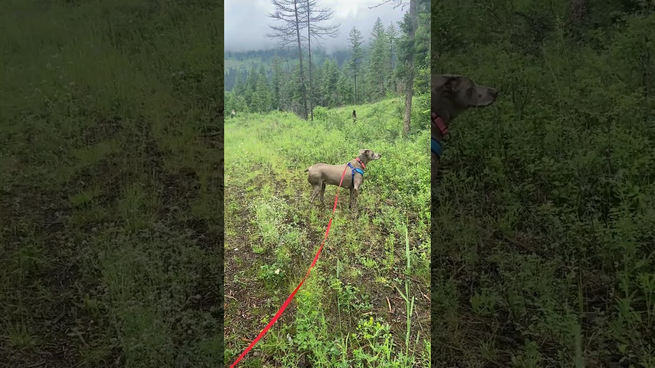Misty tracking my husband and daughter. Lost scent indicating and re-locating the track.
