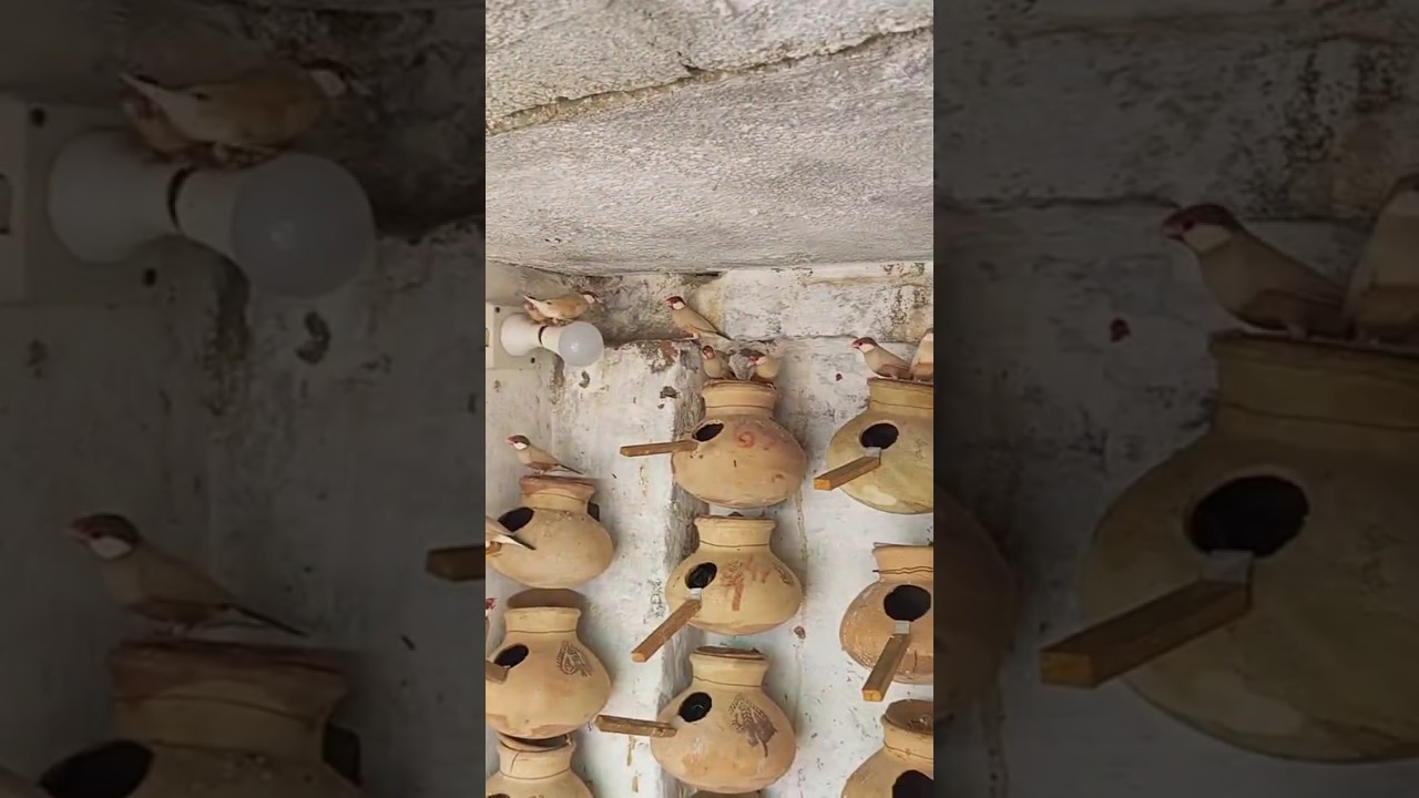 Fawn Java breeding colony #subscribe