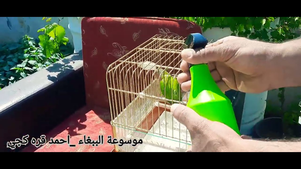 طريقة حمام الطيور والببغاوات بالماء والخل #موسوعة_الببغاء