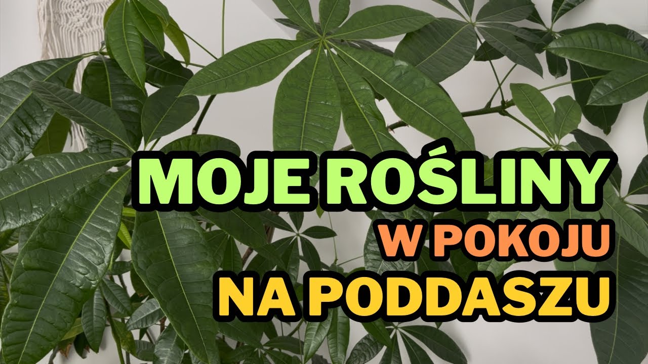 Moje rośliny w pokoju na poddaszu ​