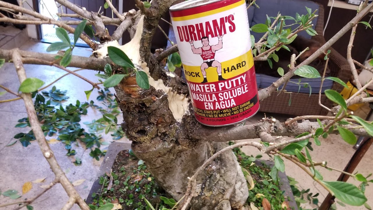 How to fix trunk hollows or rot - Agresta Gardens Bonsai