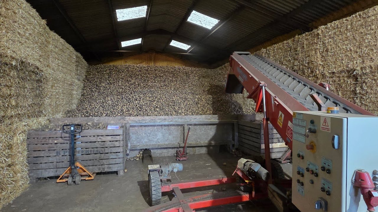 Урожай картофеля 2025 🇬🇧🥔🚜