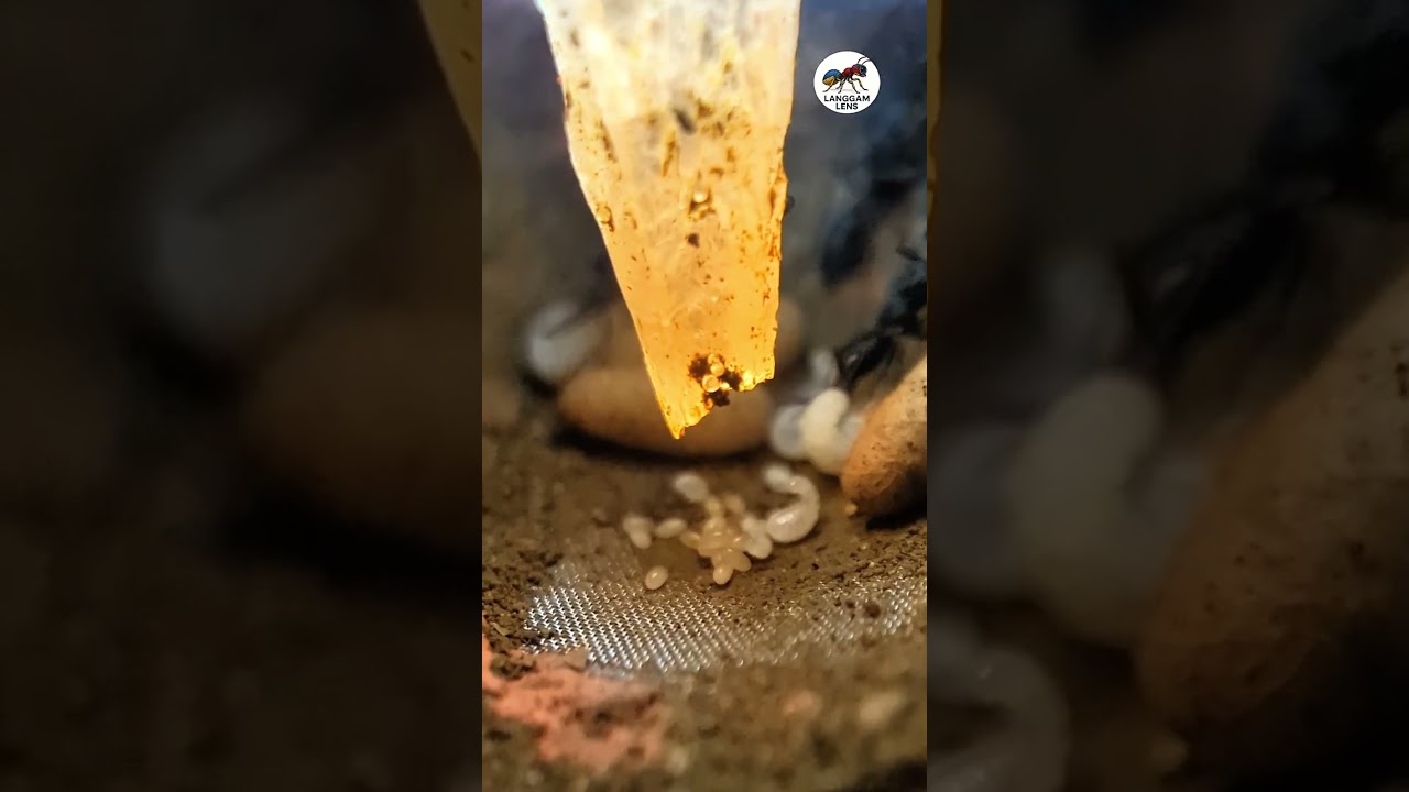 Raw Footage: Real Behavior of Harpegnathos Ants in a Live Encounter