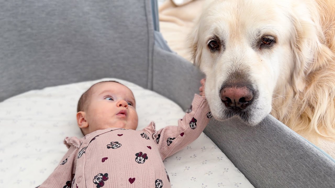 A Baby’s First Touch with a Golden Retriever