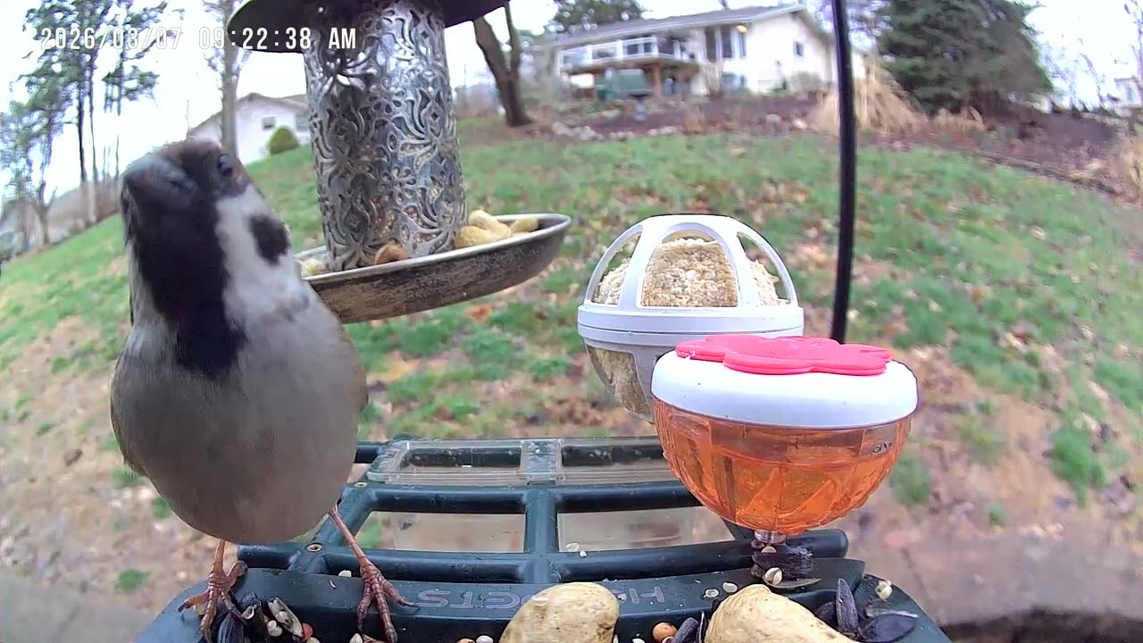 Sparrows! #birdcam #birds