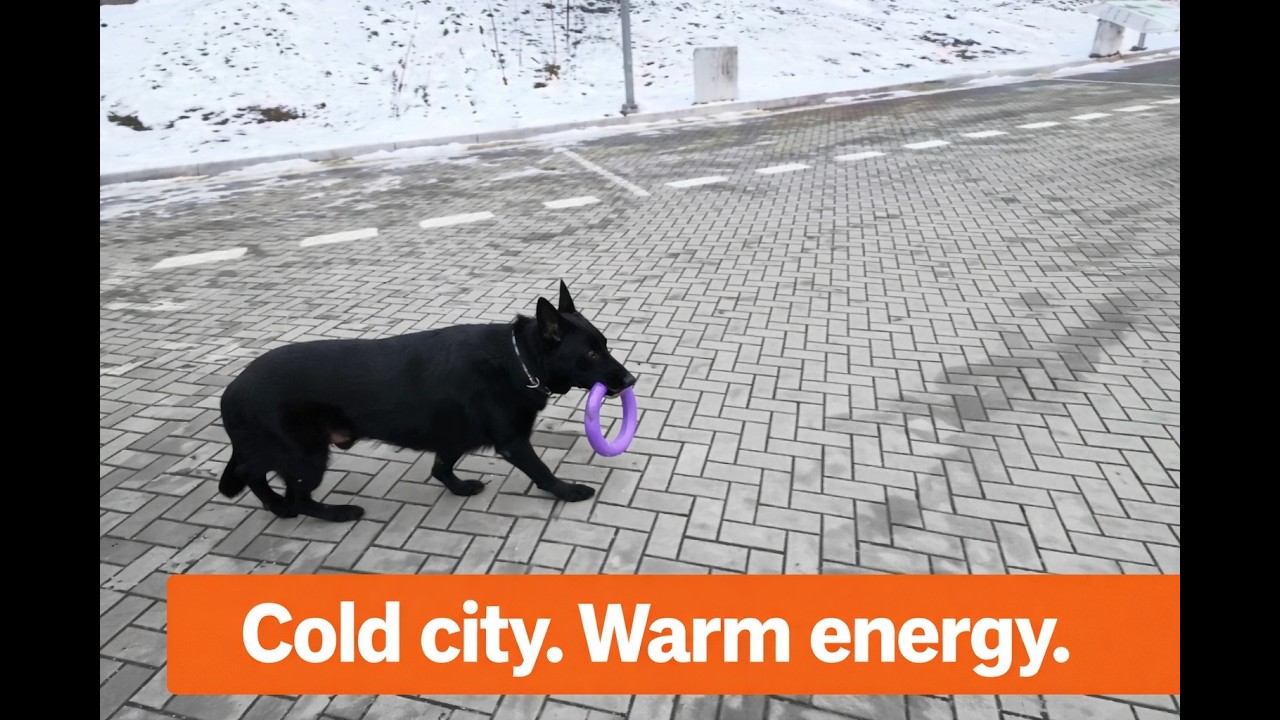 20260223| Morning Magic with My Big Dog 🐾☀️#dogvideo #puller