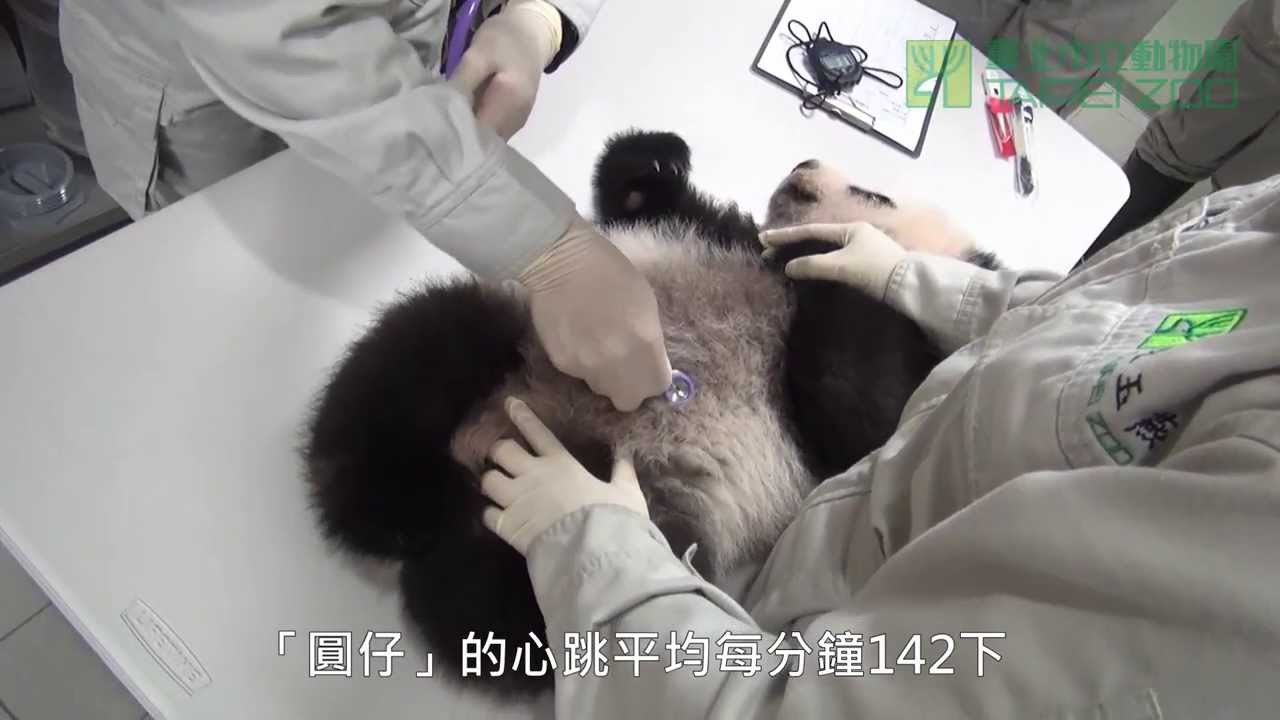 圓仔四個月大健康檢查 Baby Giant Panda Yuan Zai's 4 Months Old Health Examination