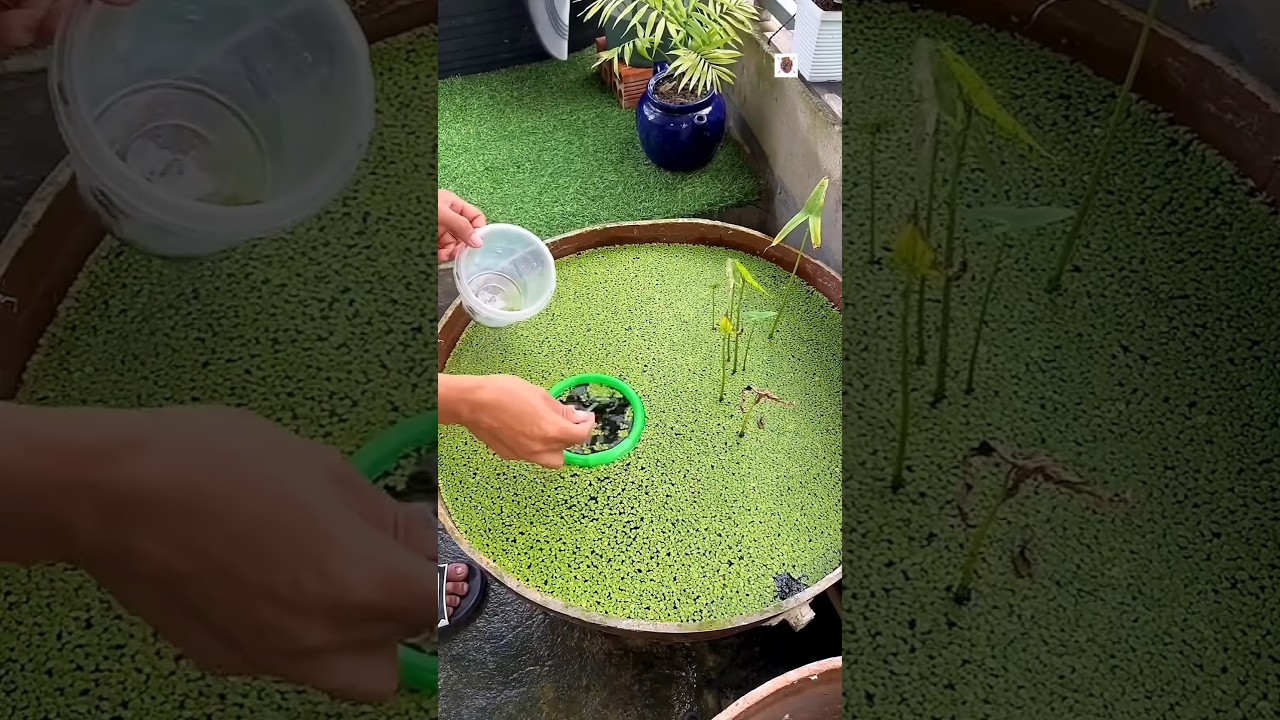 When This Man Clean Mini Pond After Many Days 🐟😱
