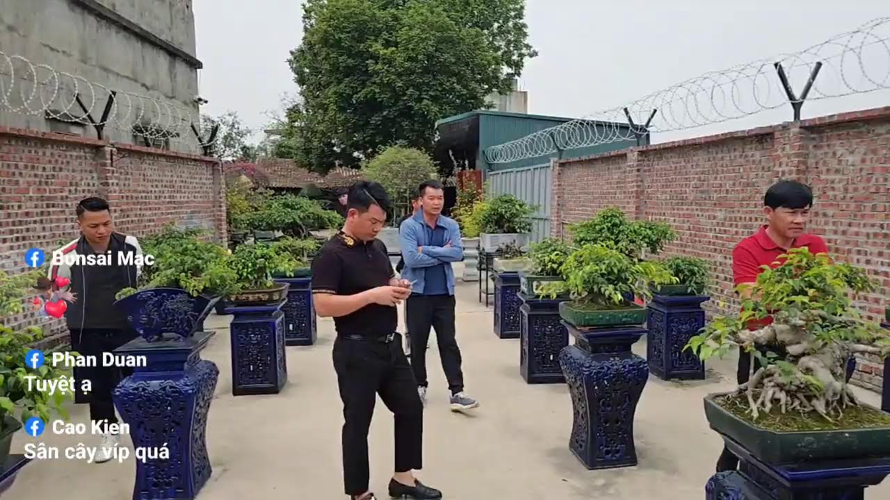 Phát trực tiếp của Bonsai Mạc Nam Định
