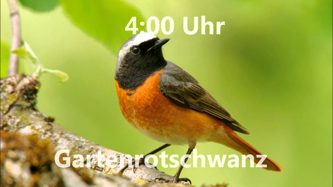 Vogeluhr