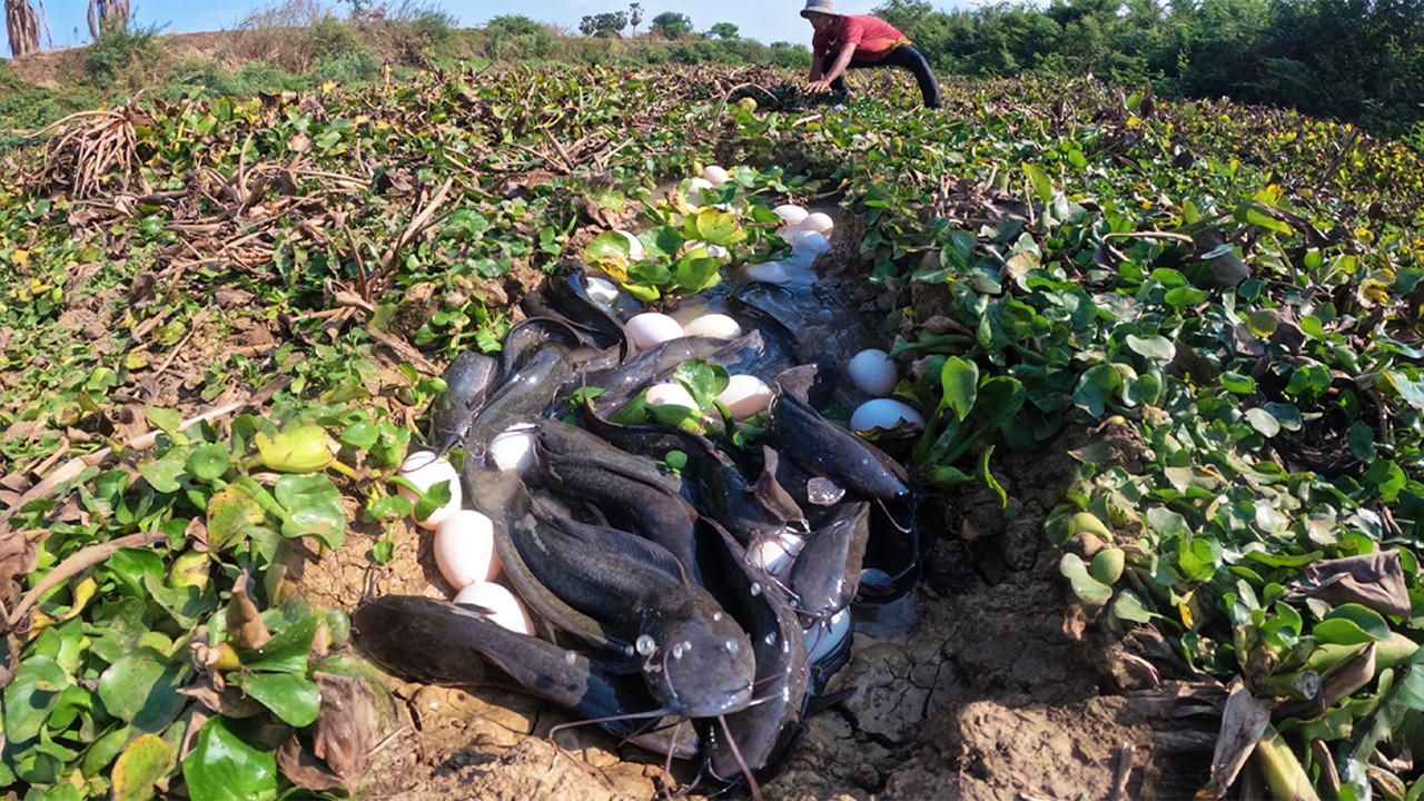 Amazing Fishing - Fisherman catch fish and pick a lot of eggs under plants in river in water by hand