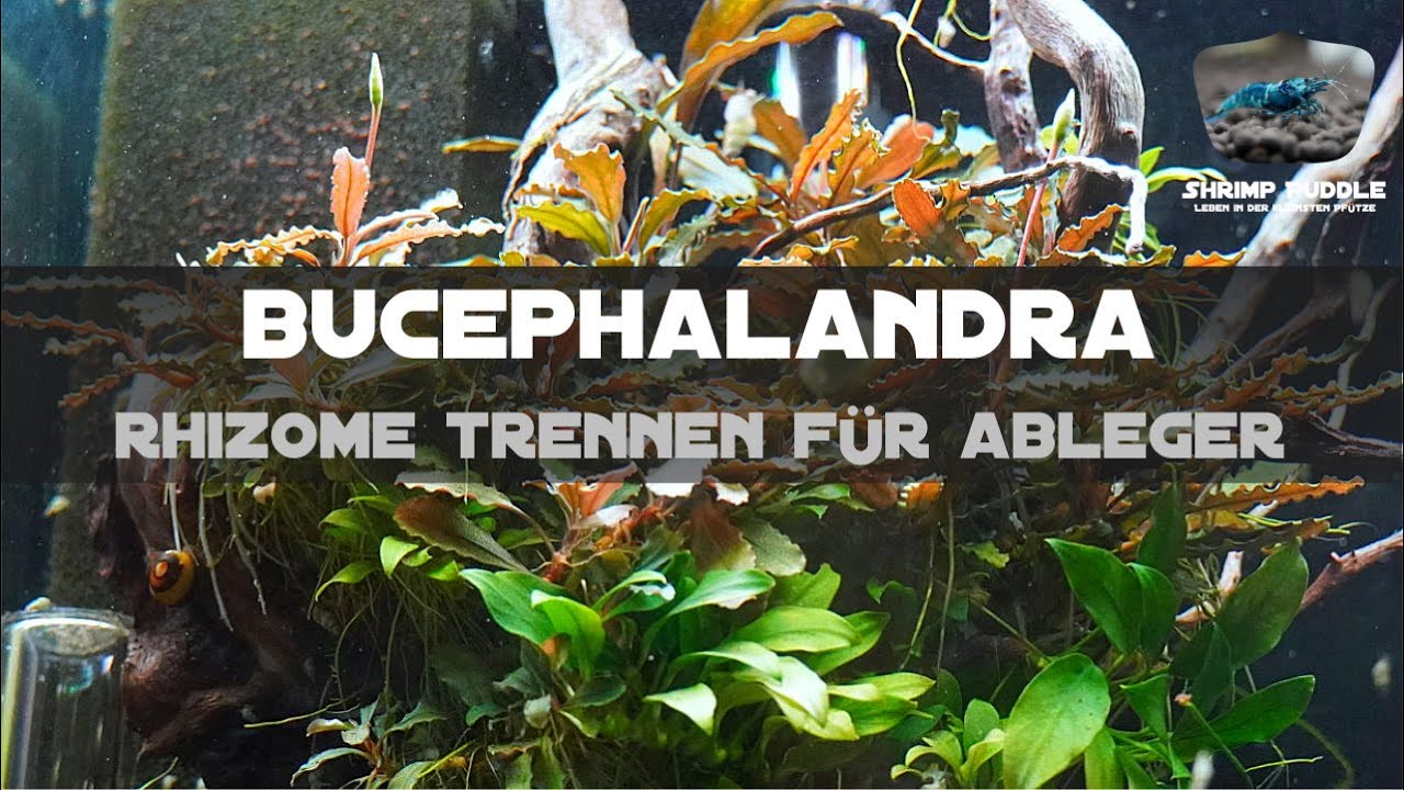 BUCEPHALANDRA RHIZOME TRENNEN / ABLEGER HERSTELLEN