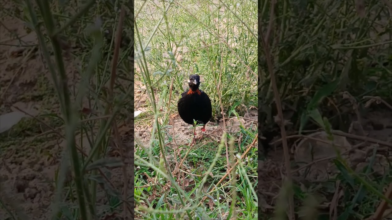 black Partridge voice #birds #partridgevoice