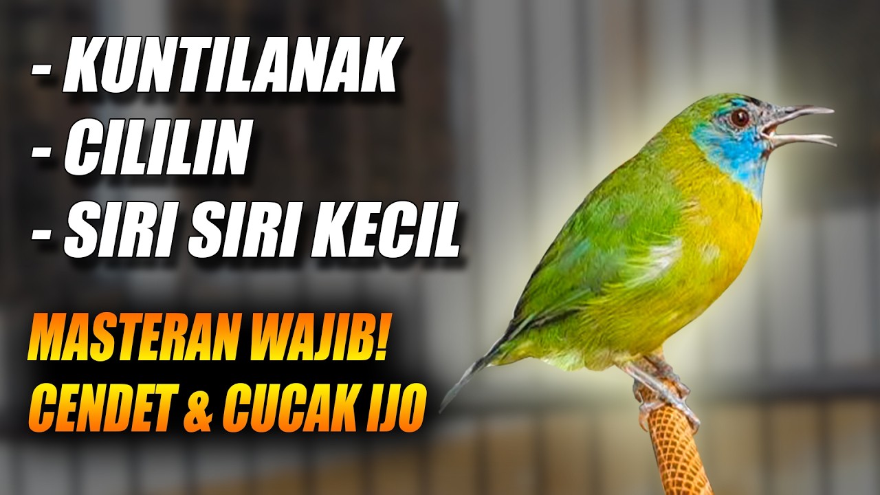 MASTERAN CENDET CUCAK IJO SOGON! KINOI TEMBAKAN KUNTI NEMBAK NGEBREN CILILIN SAMBUNG SIRI SIRI KECIL