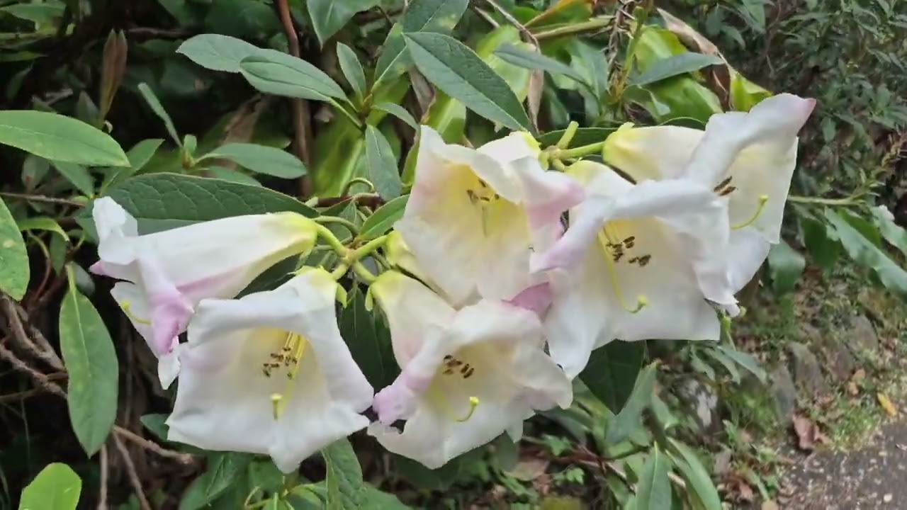 TODAY 08/10/2025 I VISITED THE DANDENOG RANGES BOTANIC GARDENS