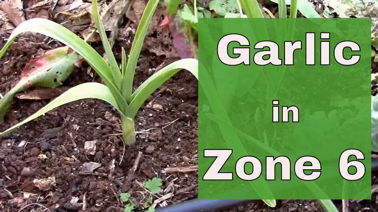 Planting and Growing Garlic in Zone 6.