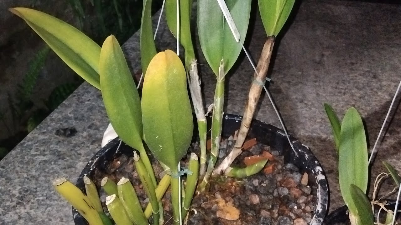 REPLANTE DO CACHEPÔ PARA O VASO PLÁSTICO. BLC GEORGE KING!