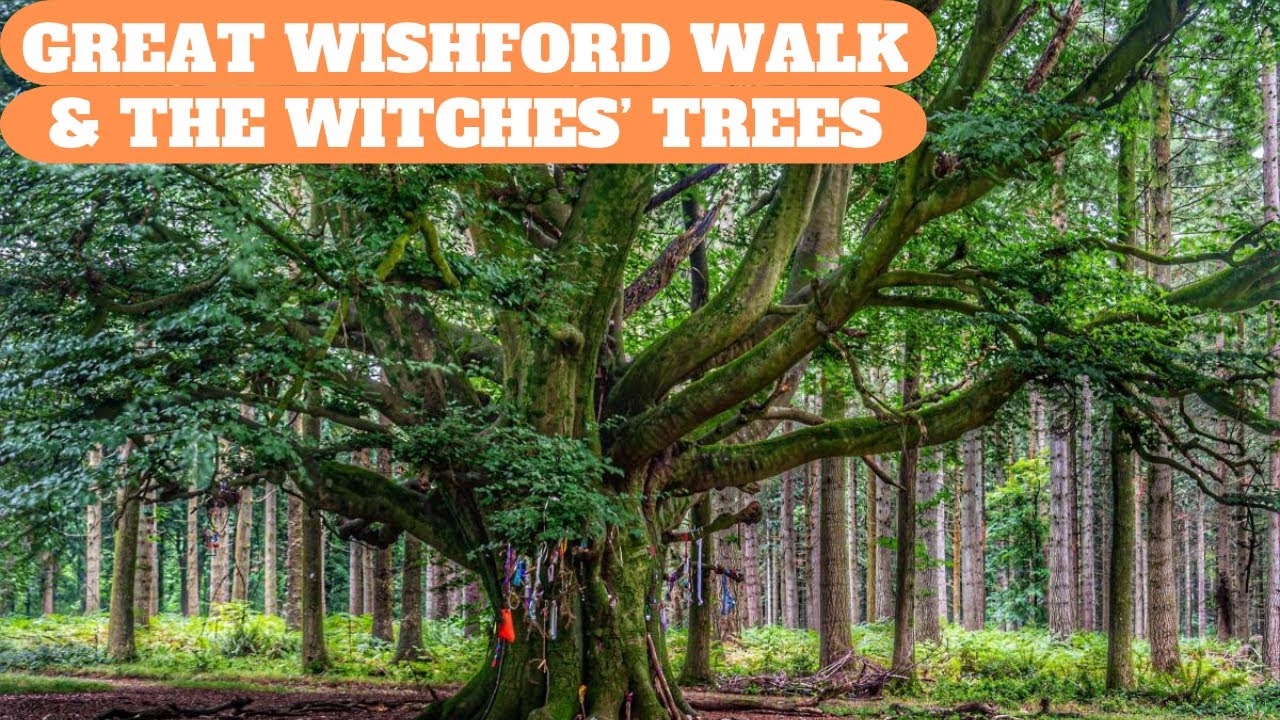 WALKS IN WILTSHIRE at GREAT WISHFORD (GROVELY WOOD & THE WITCHES' TREES)  (4K)