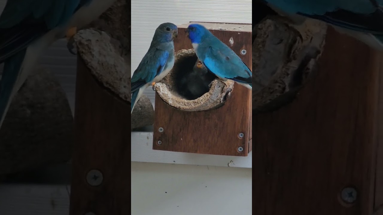 Scarlett chested parrots. dad feeds mum who feeds baby. #parrot #neophema