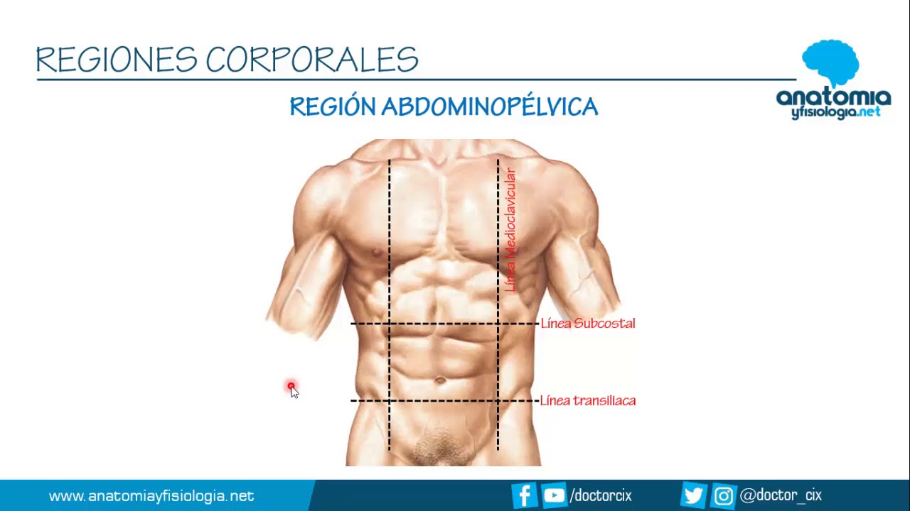 REGIONES CORPORALES || Res&uacute;menes de Anatom&iacute;a y Fisiolog&iacute;a