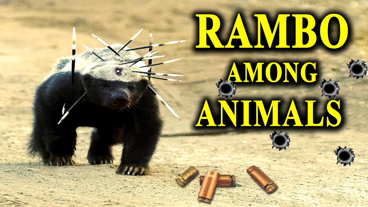 Honey Badger - Fearless, Bulletproof and ...almost Immortal?