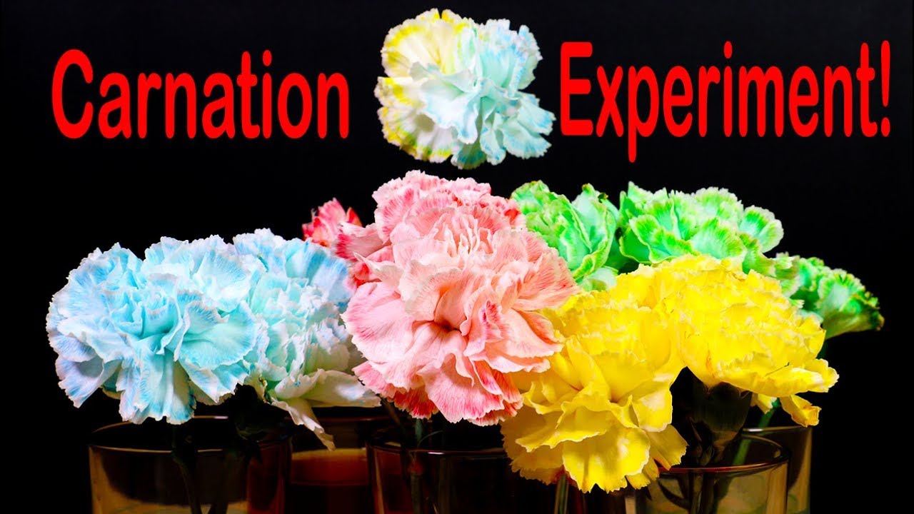 Amazing Science Experiment: Coloring Flowers and Timelapse