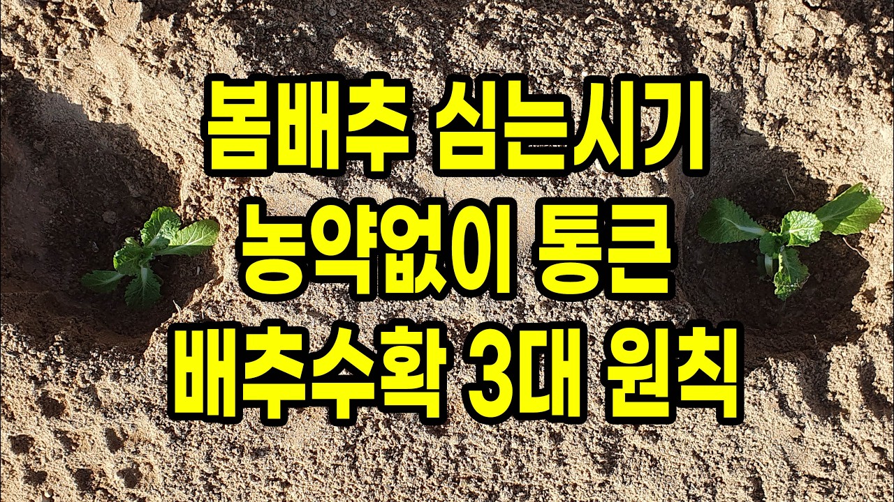 봄 배추심는시기 농약 전혀 치지 않고 통큰 배추 수확하는 3대 원칙