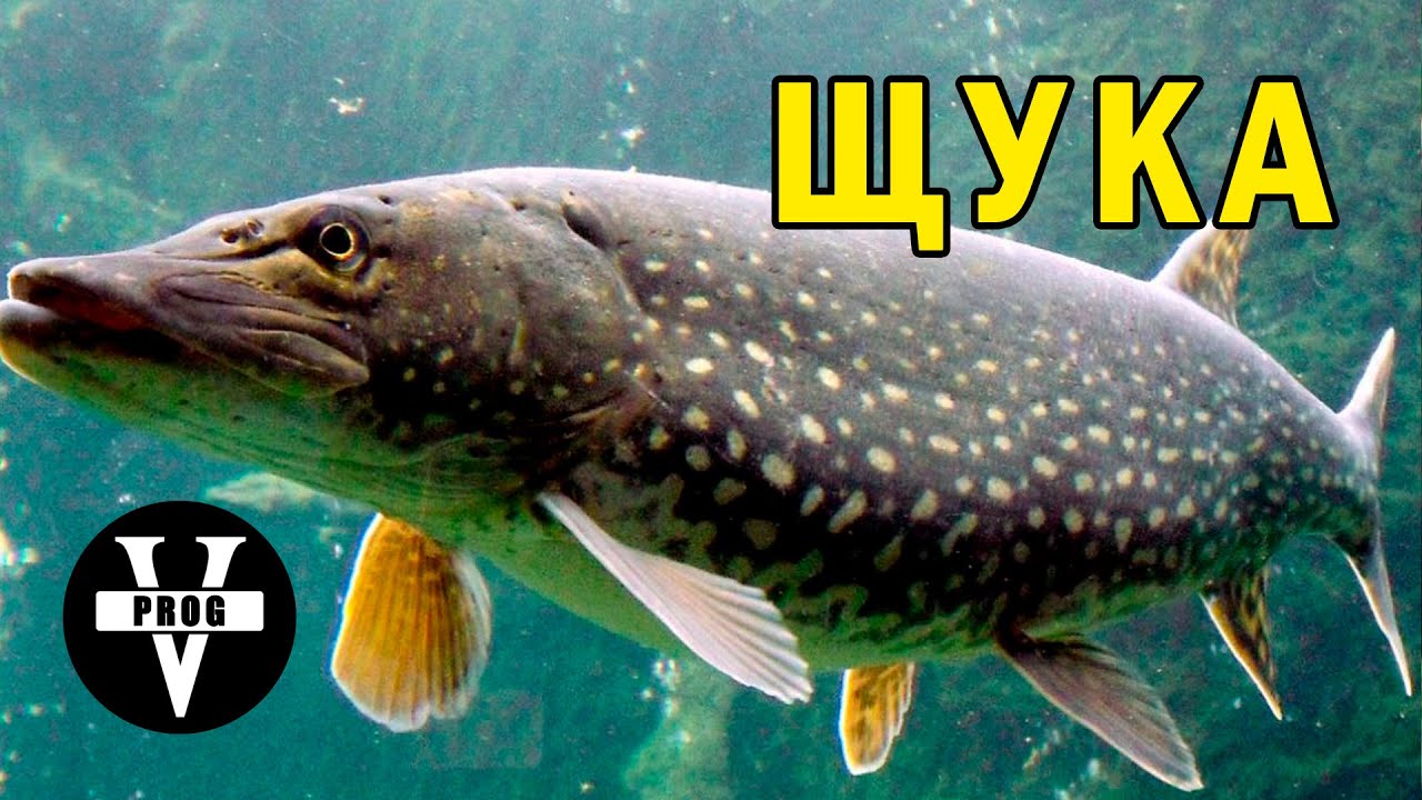 ЩУКА. Все что нужно знать о щуке. Среда обитания и как ловить щуку