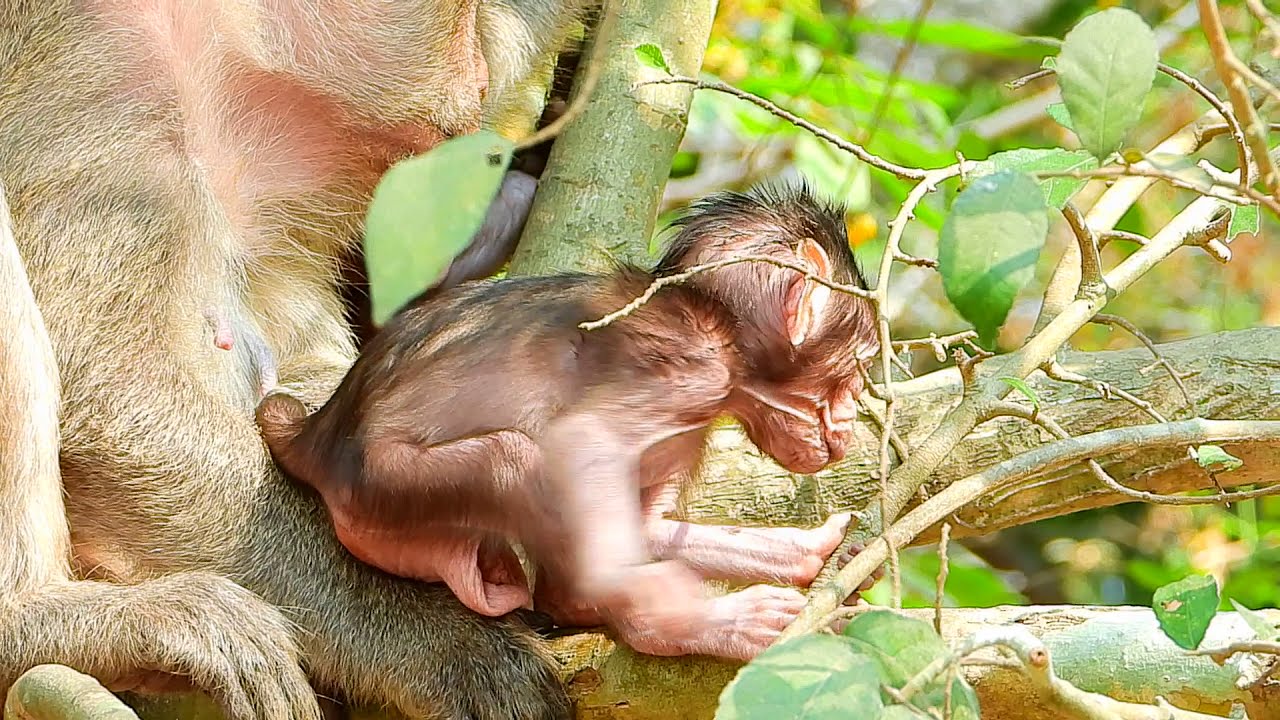 Tara Climbs a Tree and Lets Her Daughter Play Nearby