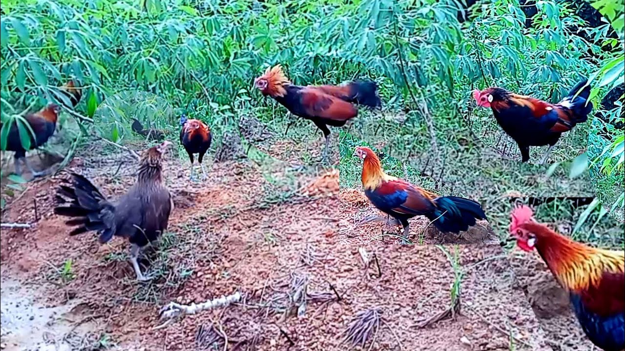pikat ayam betina F1|| pikat betina terbaik 2021