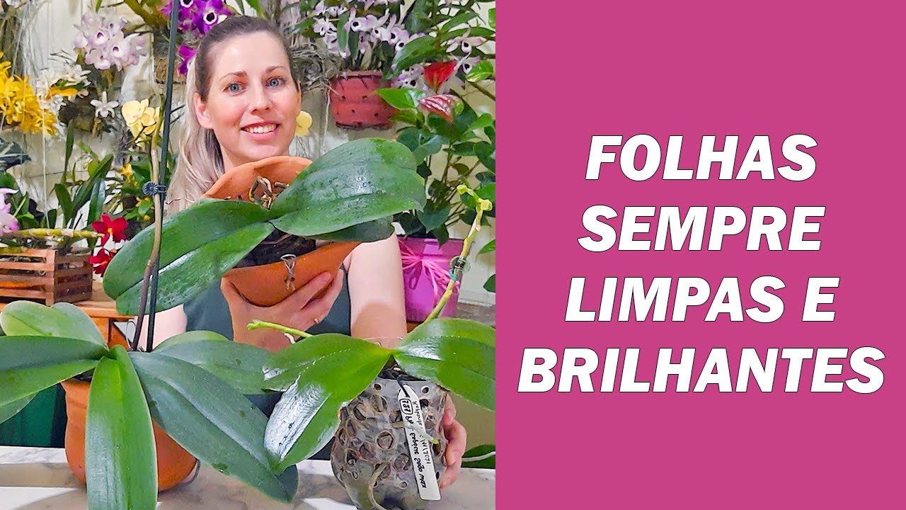 3 PRODUTOS para deixar as folhas da suas orquídeas limpas e brilhantes
