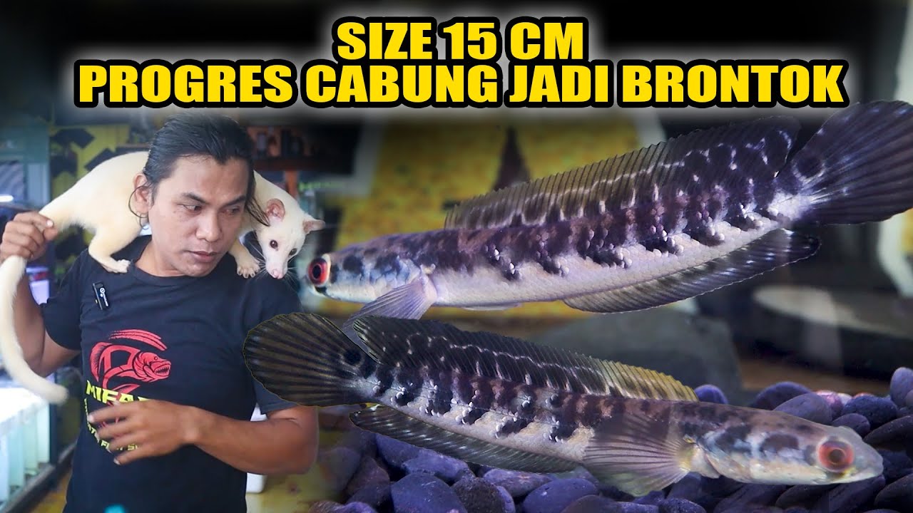 Progres Channa Contest Cabung Brontok di Size Kecil