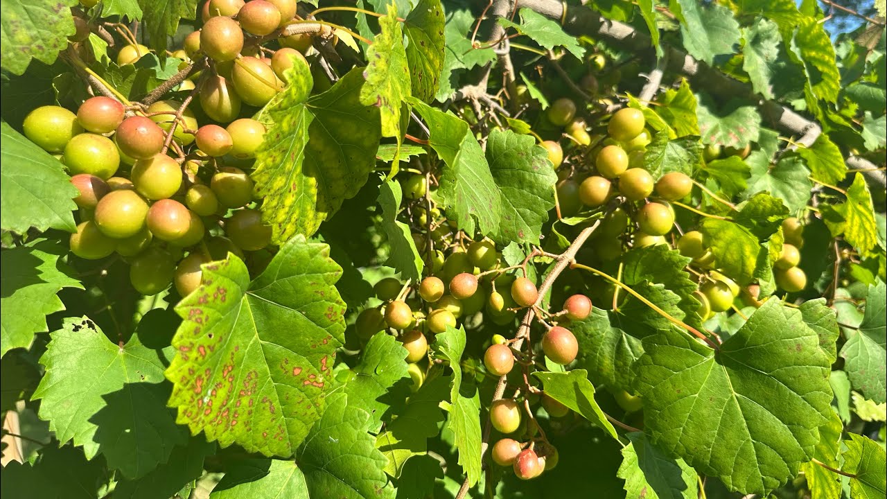 Noble & Carlos Muscadine Red and White Wine Varieties June 2025