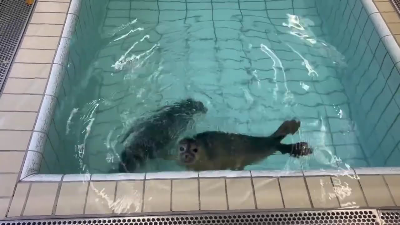 Johnny Jackfruit and Kuromame (formerly Lychee) in their new pool