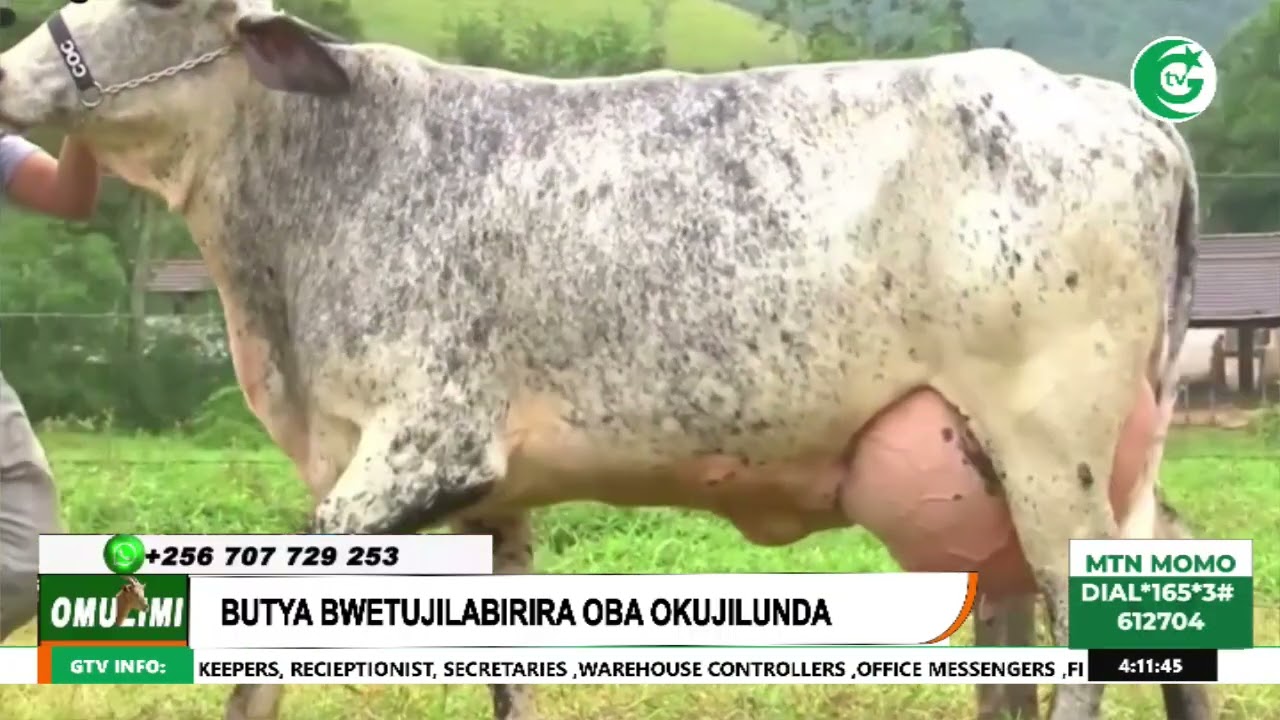 OMULIMI SHOW WITH OMUKENKUFU KINTU