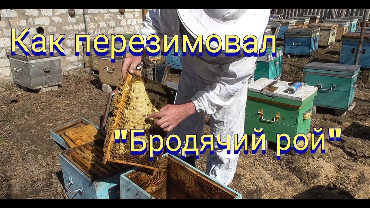 Как перезимовал бродячий рой.Почему сыро в улье?