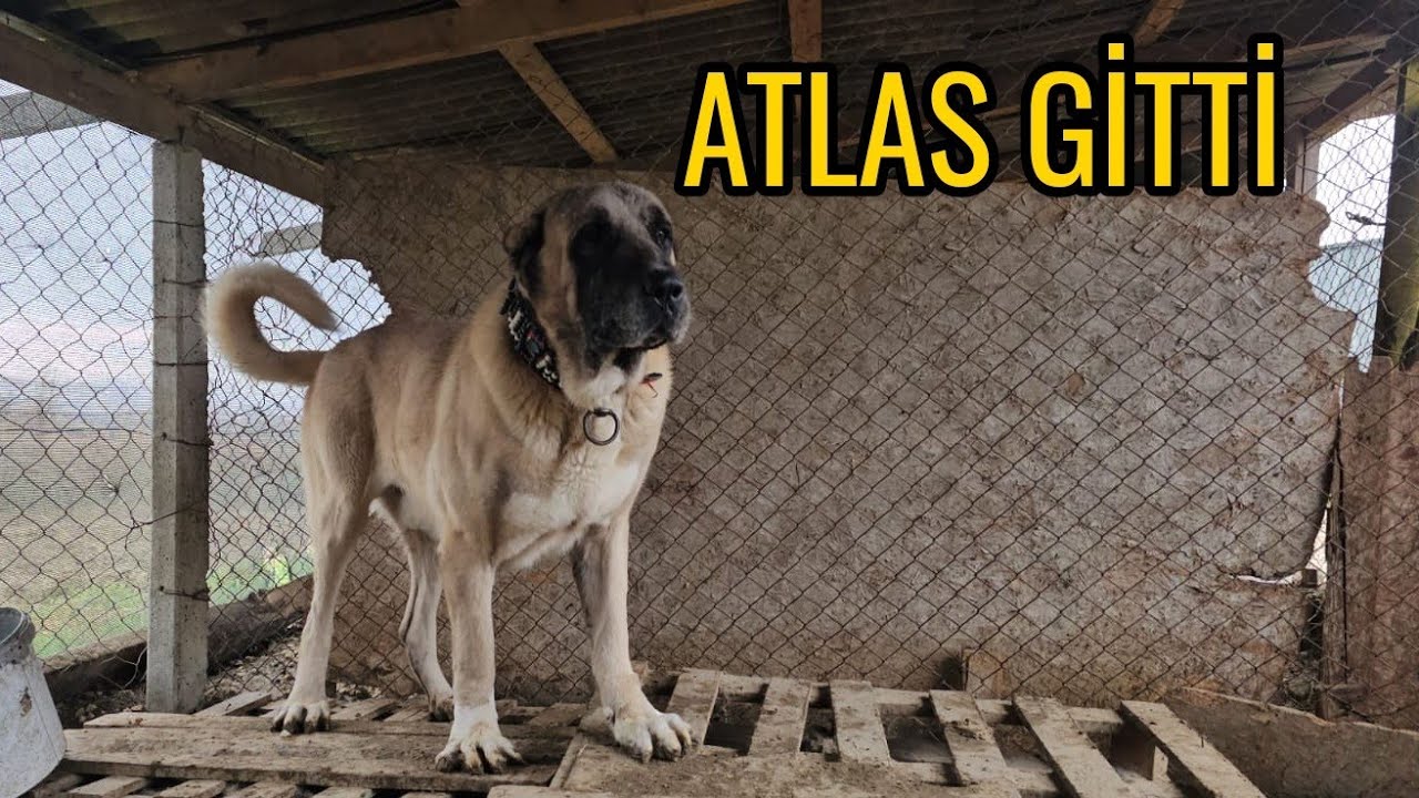 3 YILLIK SERÜVEN BİTTİ ATLAS YENİ SAHİBİNE GİTTİ ! - BUNDAN SONRA Kİ PLANLAR VE ÜRETİMLER NELER ! 