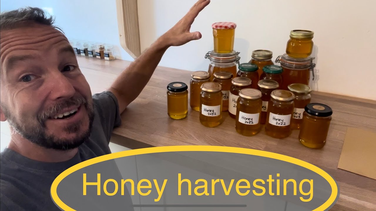 Harvesting honey without a honey extractor, how to harvest honey with no equipment