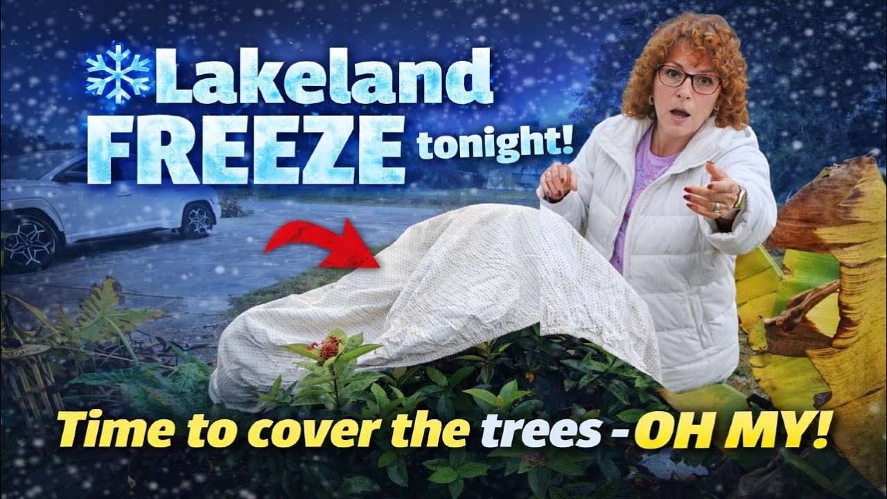 ALERT! Lakeland Is About to FREEZE—Florida Gardeners, COVER Your Plants NOW!
